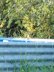 Pitangus sulphuratus