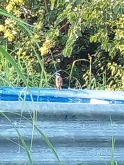 Pitangus sulphuratus