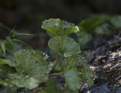 Gunnera magellanica