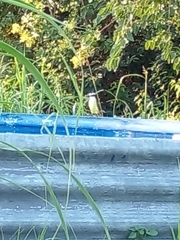 Pitangus sulphuratus