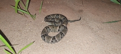 Bothrops moojeni