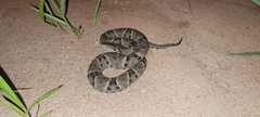 Bothrops moojeni