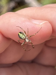 Novaranea queribunda