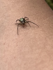 Novaranea queribunda