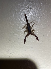 Pseudouroctonus reddelli