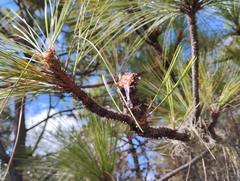 Pinus oocarpa