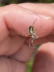 Novaranea queribunda