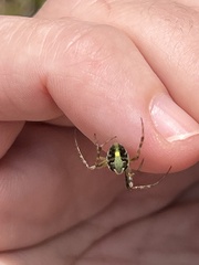 Novaranea queribunda