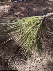 Pinus oocarpa