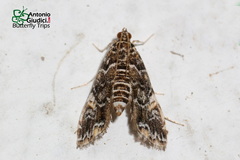 Elophila melagynalis