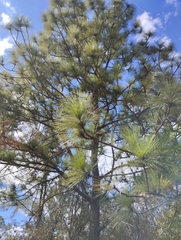 Pinus oocarpa