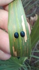 Hemisphaerota cyanea