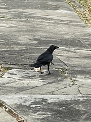 Corvus macrorhynchos levaillantii