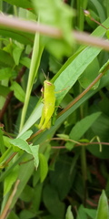 Pseudoxya diminuta