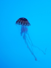 Chrysaora pacifica