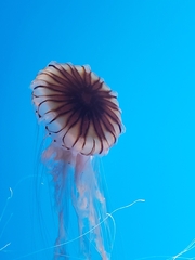 Chrysaora pacifica