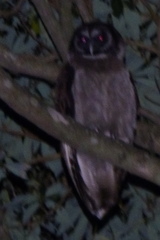 Strix leptogrammica