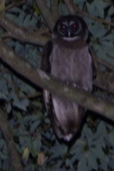 Strix leptogrammica