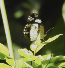 Janatella leucodesma
