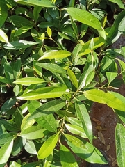 Mimusops elengi parvifolia