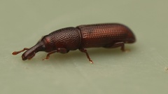 Cossoninae