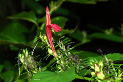 Justicia brasiliana