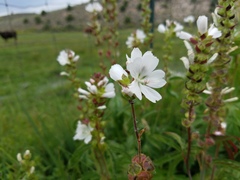Sidalcea candida