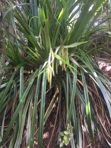 Perching lily (Astelia hastata)