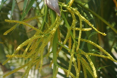 Dypsis lutescens