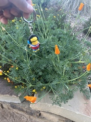 Eschscholzia californica