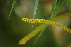 Dypsis lutescens
