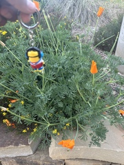 Eschscholzia californica