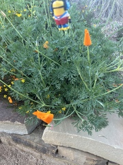 Eschscholzia californica