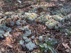 Cladonia evansii