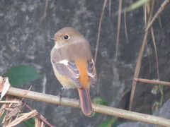 Phoenicurus auroreus