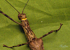 Trachythorax illaesa