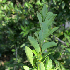 Elaeodendron transvaalense