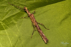 Trachythorax illaesa