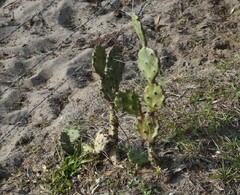 Opuntia austrina