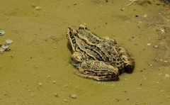 Leptodactylus luctator