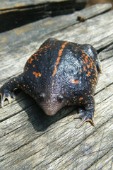 Rhinophrynus dorsalis
