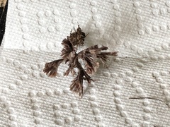 Thelephora caryophyllea