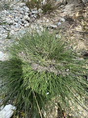 Carex leporina