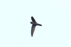Aerodramus germani