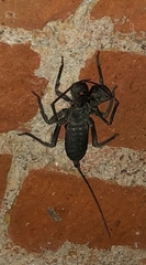 Mastigoproctus
