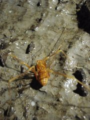 Stygnopsis
