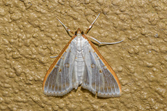 Palpita munroei