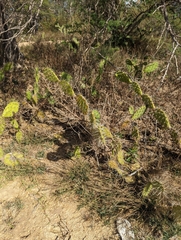 Opuntia caracassana