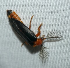 Zarhipis integripennis