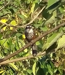 Pomatorhinus musicus